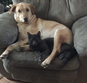 dog and cat
