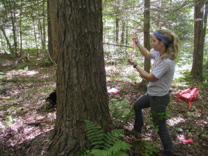 Person coring a tree