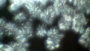 Crystals forming on IMC glassy film, viewed under polarized light